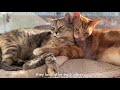 Cat gets a best friend! Watch how these cats become best friends!