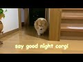 Corgi hops