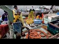 How does Japan's Super Modern Fishing Fleet harvest hundreds of tons of fish - Net fishing at sea