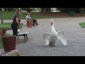 Гордые и бесстрашные лебеди - 1. Swan attack!