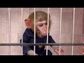 Bebé Mono BonBon Va a Vender Helado Arcoíris y lo Come con un Cachorro Lindo - MONO BONBON ESP