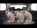 POV: Going to the supermarket (cat meme edition)