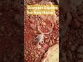 Scorpion Explore his new home