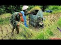 Harvesting seasonal rice, threshing rice with a mini thresher, eating with family, rural life