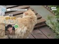 [#엠뚜루마뚜루] 집사 놀아주느라 바쁜 고영님들,,,🐱 반려묘 모시고 사는 집사 모음집 2탄ㅣ#준호 #코쿤 #강다니엘 #경수진 MBC221007방송