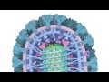 Ebola Virus Proteins (from PDB-101)