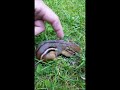 West the Chipmunk getting petted