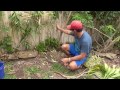 How to Grow Dracaena From Cuttings - 5 Different Varieties of Cuttings Used in This Video