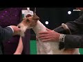 Terrier Group Judging | Crufts 2024
