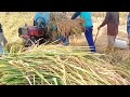 INPARI 32 RICE HARVEST THIS SEASON'S HARVEST INCREASED