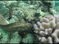 Moray Eels Fight to the Death!
