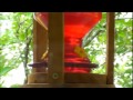 Hummingbird Feeding Action ... using tongue at Ark Workshop Feeder.