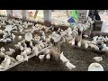 Hen Farming | Hen Farming Business | Hen Farm | Part 21