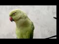 Continuously speaking parrot I  So Tantrum  🙄 Mitthii parrot 🦜  I  parrot speaks in Urdu&Hindi