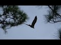 Bald eagle calls to juvenile bald eagle