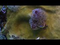 This Cleaner Fish Steals Food From Christmas Tree Worms