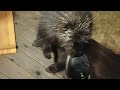 Porcupine singing his awful song