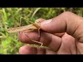 Find the habitat of praying mantises, moths, insects, reptiles