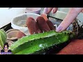Plant Care | Repotting 🌵 Polaskia Chichipe Cactuses | Scale Check 🤞🏻#cactus