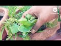 अगस्त सितम्बर में कटिंग से लगने वाले 30+परमानेंट पौधे के नाम / grow plants from cutting in Aug sep