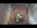 Blue bird egg hatch highlights - mother eats the shell like a potato chip
