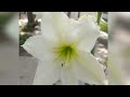 Amaryllis Lily in my Home Garden