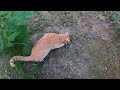 wild cat encounter