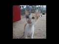 😂😅 Try Not To Laugh Dogs And Cats 🤣🤣 Funniest Animals 2024 # 17