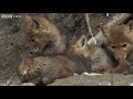 Cute Coyote Pups Emerge From The Den - Natural World: The Last Grizzly Of Paradise Valley - BBC Two