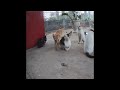 😅🙀 Best Cats and Dogs Videos 😸😹 Best Funny Animals 2024 # 23