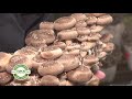 Farm Tour: Phillips Mushroom Farm - 2021 PA Farm Show