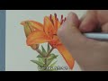 색연필로 그리는 강렬한 오렌지색 나리꽃 / Intense orange lily flower drawing with colored pencils