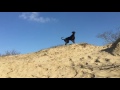 Rottweiler dobermann mix, slowmotion