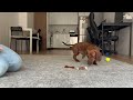 Mini dachshund vs Piñata