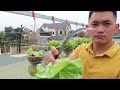 Hanging Garden Growing Lettuce Without Watering, High Productivity