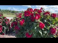 Hardy Hibiscus Comparison