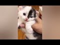 Funniest 2024😁Cats and 🥒 Cucumbers - Awesome Funny Pet Videos 😻🐶Part 13