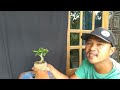 BONSAI SERUT MAME INSPIRASI. hanya dari bahan stek batang