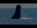 Humpback whale found missing its tail