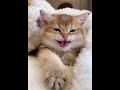 BEST Funny Video Cats 2024|| New full video part 2