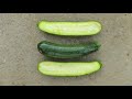 ZUCCHINI: HOW TO GROW PUMPKINS