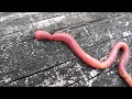 Blood Worms Bite