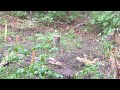 Trail camera - who is messing with the garden