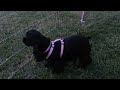 Daisy barking at plastic bag