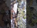 Mushroom foraging with my sister! (I forgot I had this video saved)