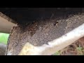 SoCal Bee Removal And Relocation- Got The Bees Out Alive From Underneath Trailer.