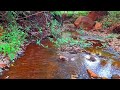 FOREST SOUNDS FOR STUDYING, CLEAN CREEK, BABBLING BROOK, AND BIRDS CHIRPING, RELAXING ASMR