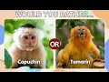 Would You Rather   Animal Edition