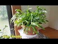 How to Prune your Christmas Cactus/Paano bawasan ang Dahon ng Holiday Cactus