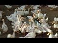 duck farming 🦆 सऊदी अरब 500, बत्तख पालन  40 days raising free range ducks